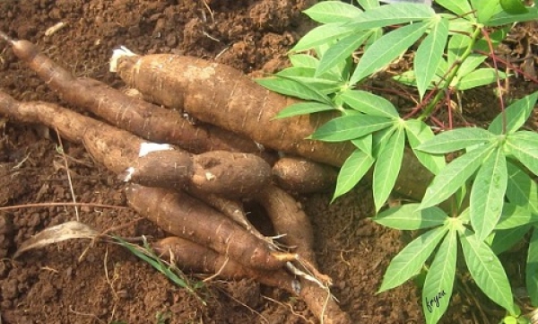 Crops Research Institute assists Asesewa farmers in combating cassava infections